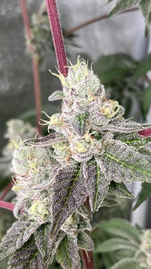 All Starz (LIT FARMS). Week 15