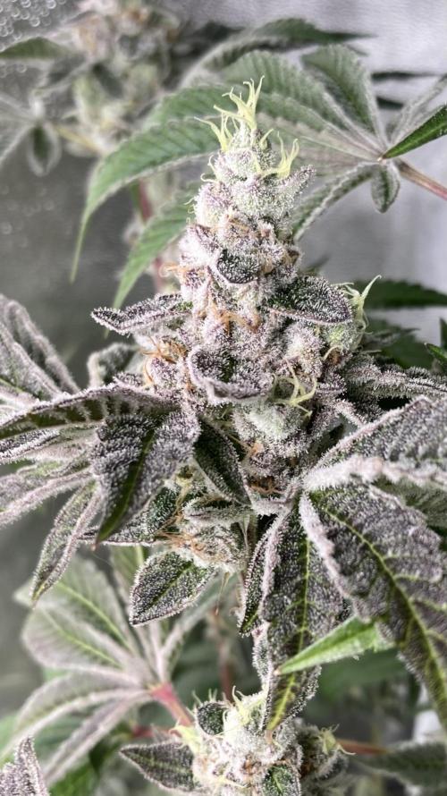 All Starz (LIT FARMS). Week 15