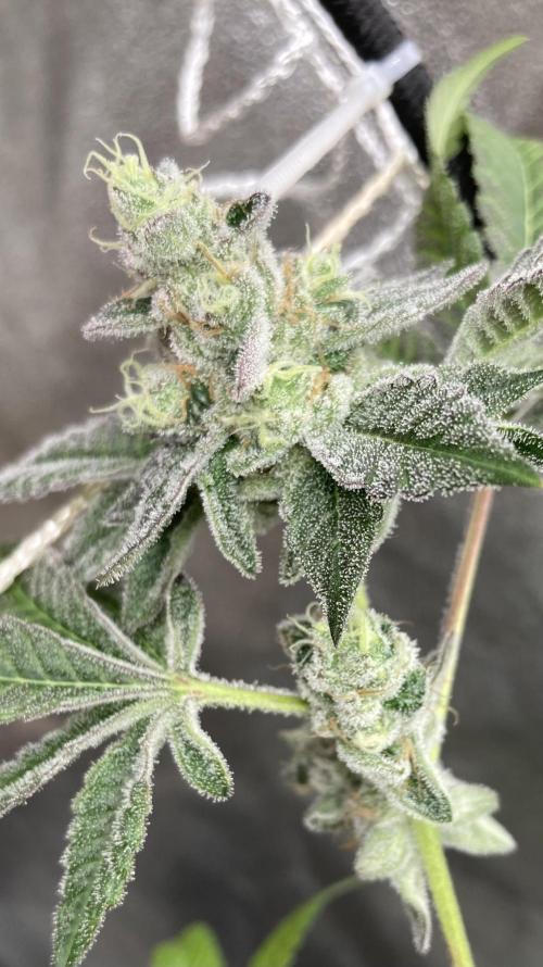 All Starz (LIT FARMS). Week 15