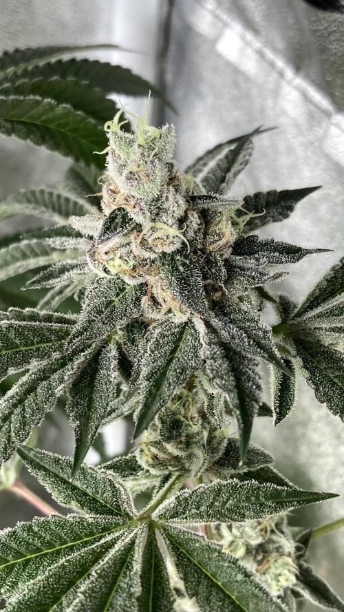 All Starz (LIT FARMS). Week 15