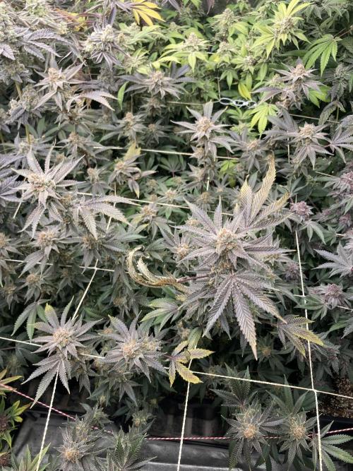 PLATINUMZ#2&3 Clones (In House Genetics). Week 10