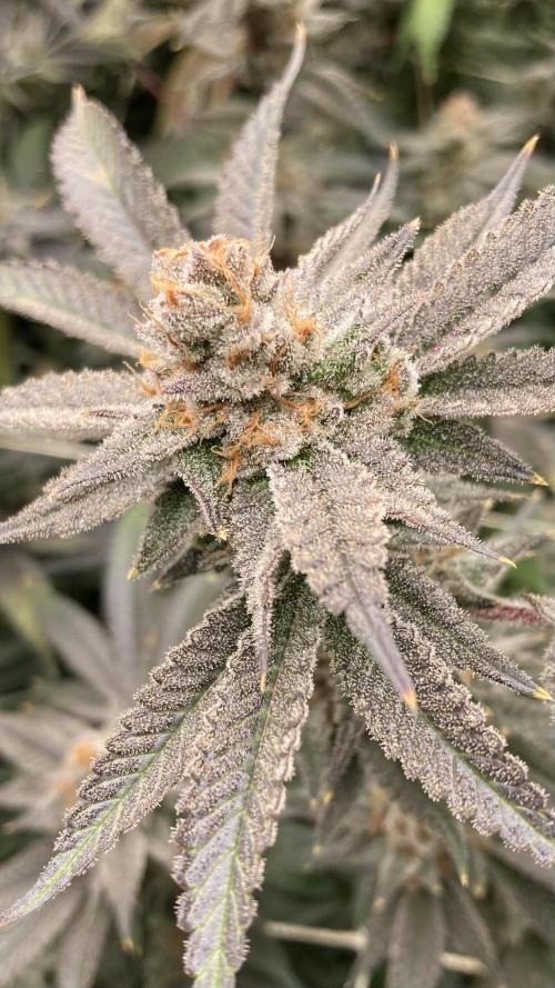 PLATINUMZ#2&3 Clones (In House Genetics). Week 10