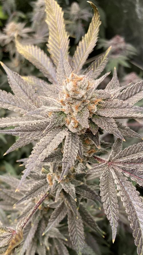 PLATINUMZ#2&3 Clones (In House Genetics). Week 10