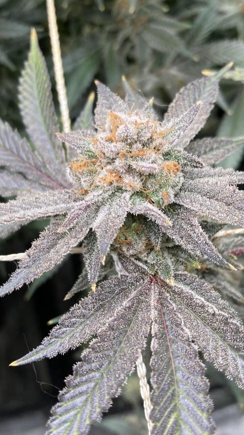 PLATINUMZ#2&3 Clones (In House Genetics). Week 10