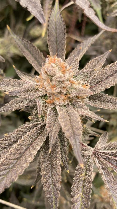 PLATINUMZ#2&3 Clones (In House Genetics). Week 10