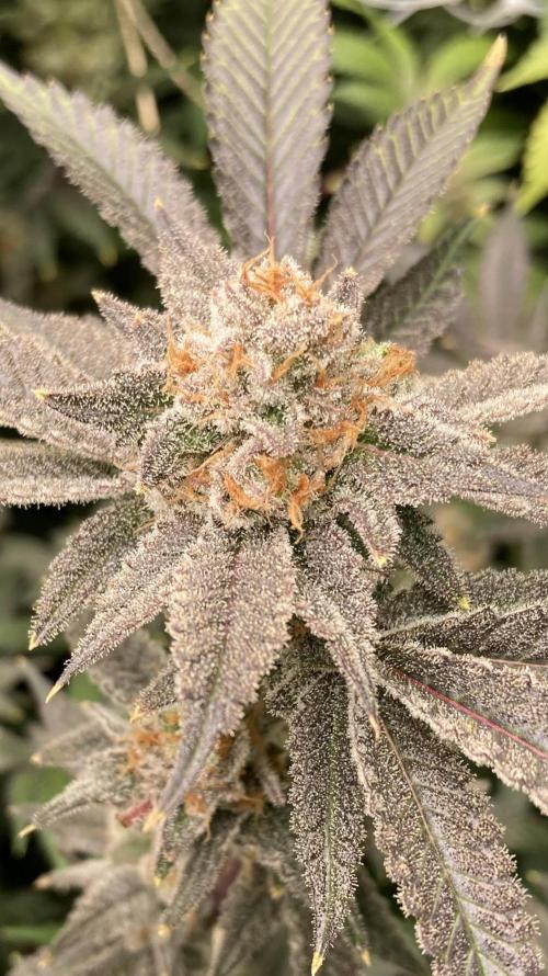 PLATINUMZ#2&3 Clones (In House Genetics). Week 10