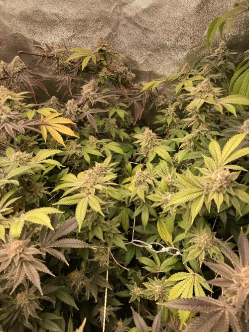 PLATINUMZ#2&3 Clones (In House Genetics). Week 10
