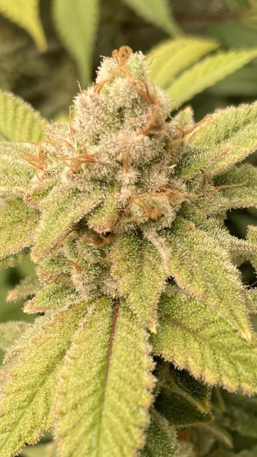 PLATINUMZ#2&3 Clones (In House Genetics). Week 10
