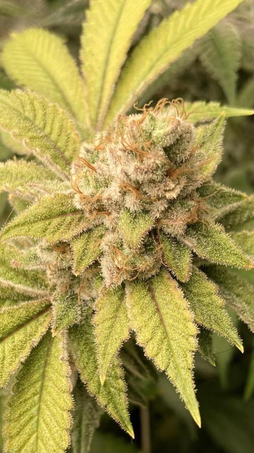 PLATINUMZ#2&3 Clones (In House Genetics). Week 10