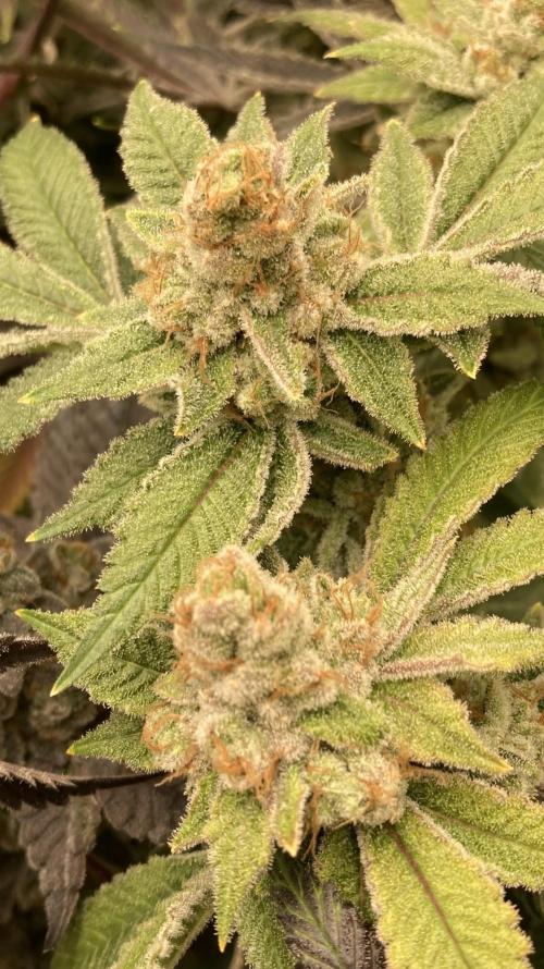PLATINUMZ#2&3 Clones (In House Genetics). Week 10