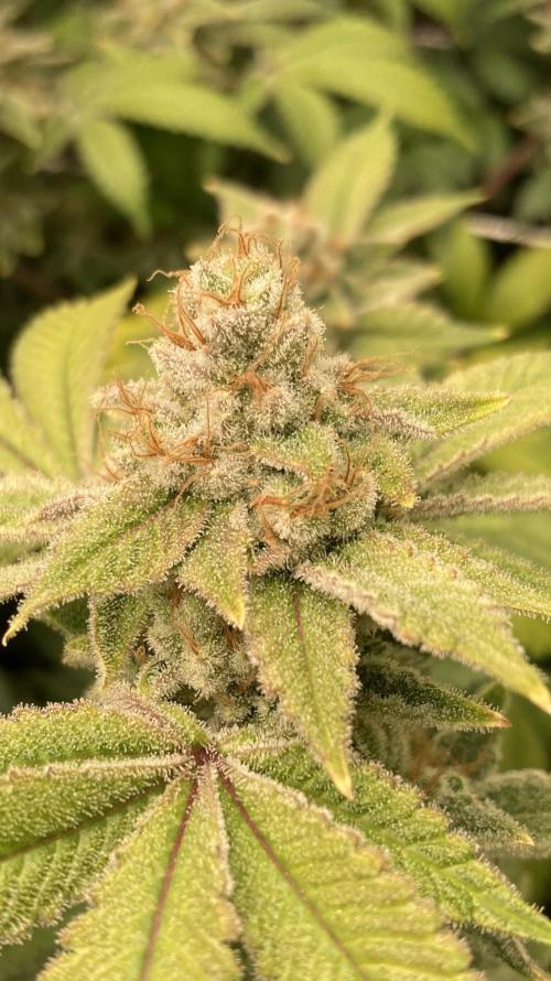 PLATINUMZ#2&3 Clones (In House Genetics). Week 10