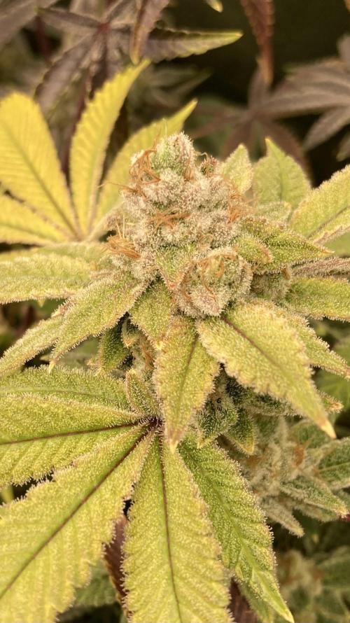 PLATINUMZ#2&3 Clones (In House Genetics). Week 10