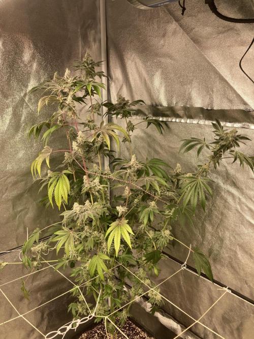All Starz (LIT FARMS). Week 16