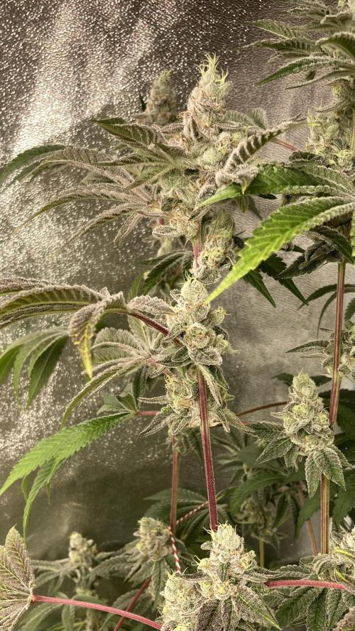 All Starz (LIT FARMS). Week 16