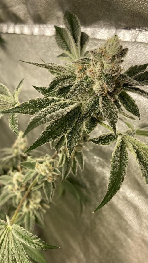 All Starz (LIT FARMS). Week 16