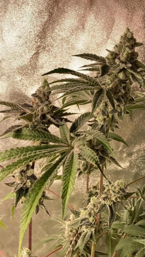 All Starz (LIT FARMS). Week 16
