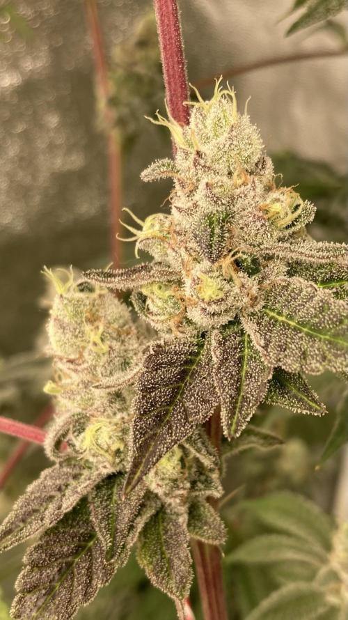 All Starz (LIT FARMS). Week 16