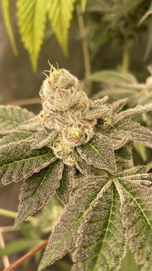 All Starz (LIT FARMS). Week 16