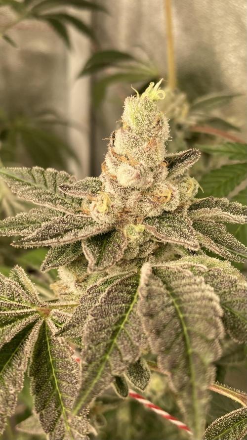 All Starz (LIT FARMS). Week 16