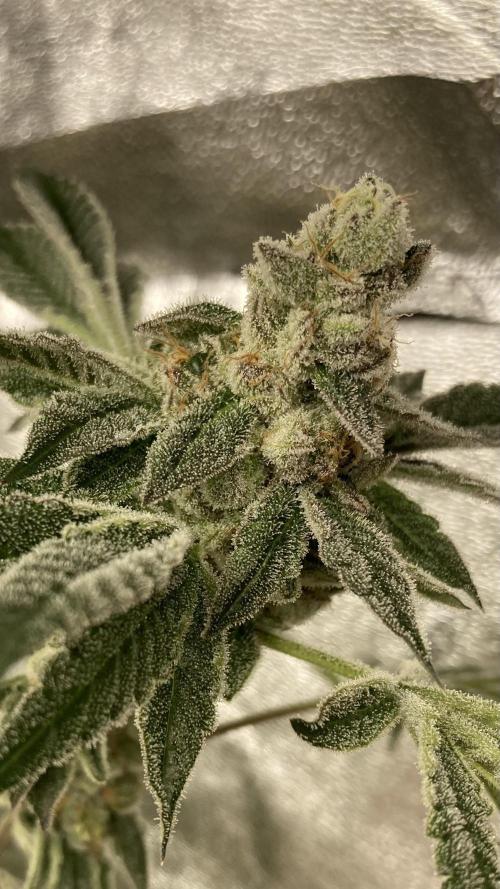 All Starz (LIT FARMS). Week 16