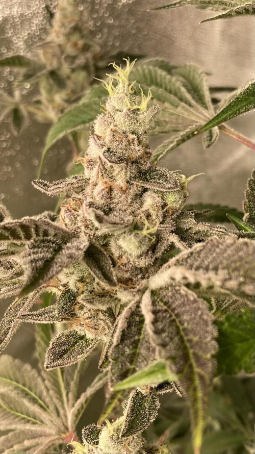 All Starz (LIT FARMS). Week 16