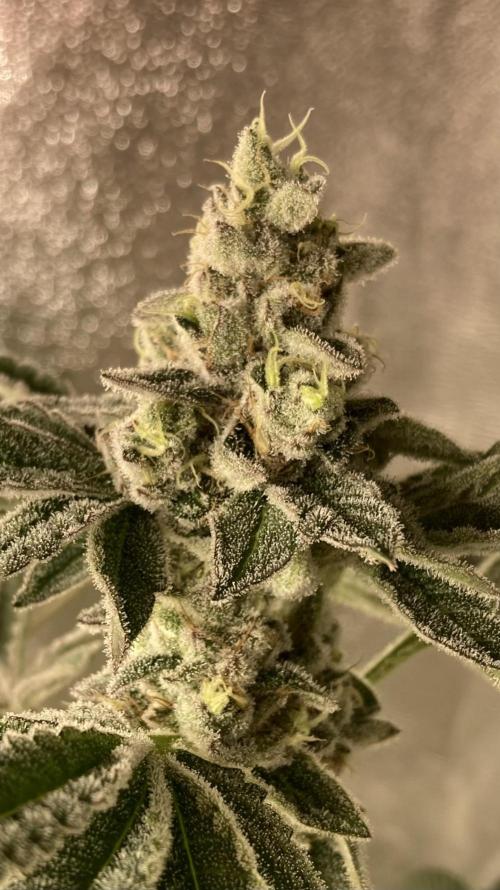 All Starz (LIT FARMS). Week 16