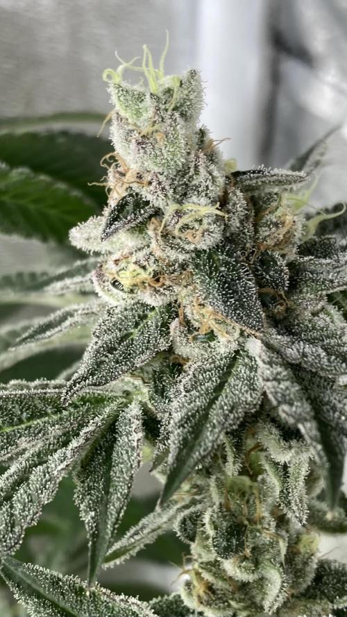 All Starz (LIT FARMS). Week 16