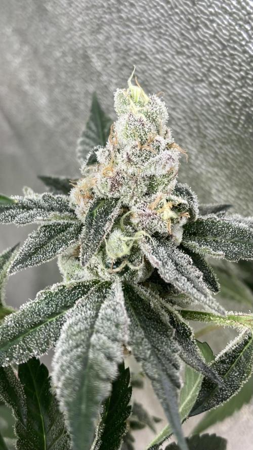 All Starz (LIT FARMS). Week 16