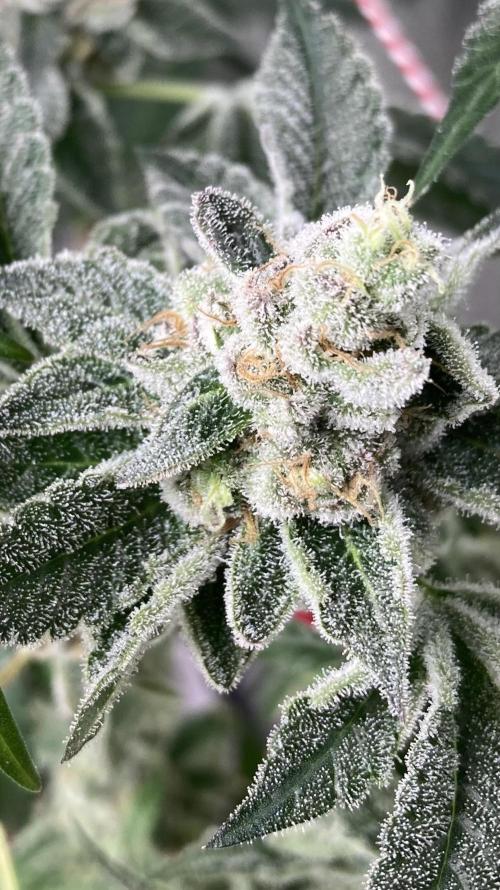 All Starz (LIT FARMS). Week 16
