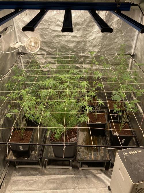 Zoy Sauce Clones (My Cut). Week 1
