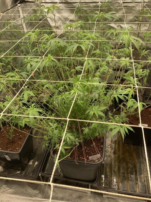Zoy Sauce Clones (My Cut). Week 1