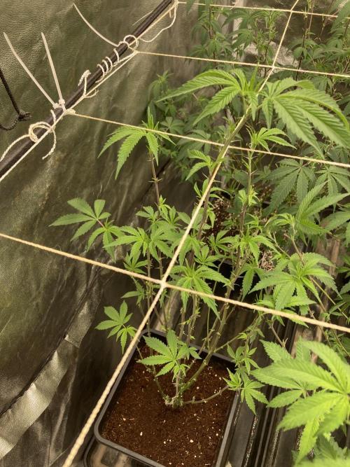 Zoy Sauce Clones (My Cut). Week 1