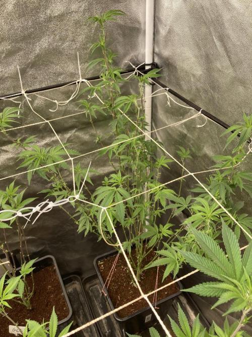 Zoy Sauce Clones (My Cut). Week 1