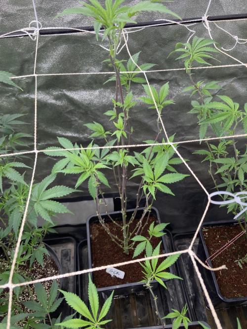 Gas Cream Runtz Clone (LIT Farms). Week 1