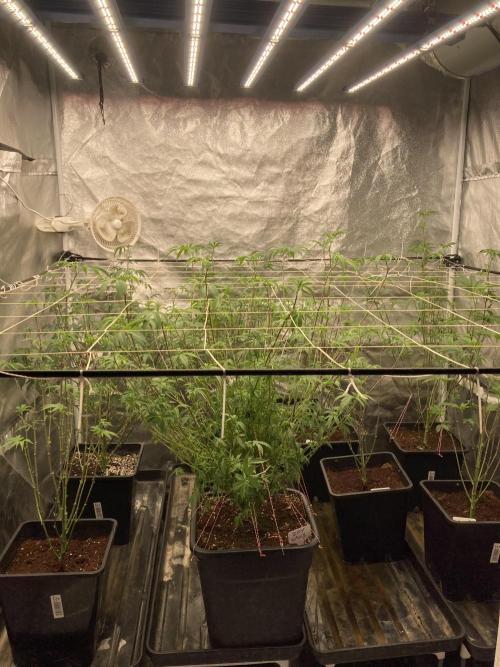 Gas Cream Runtz Clone (LIT Farms). Week 1