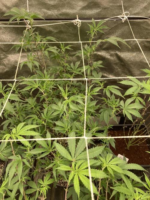 CN#6 aka Poras Purple (Relentless). Week 1