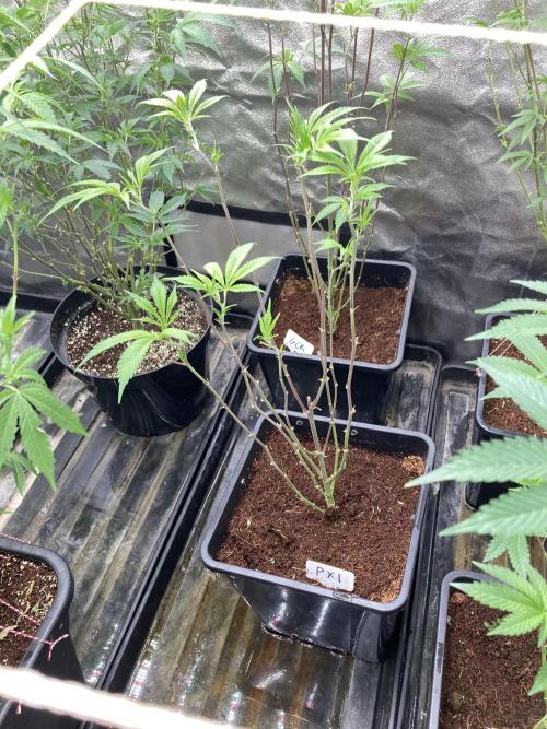 Platinum IX Clone (In House Genetics). Week 1
