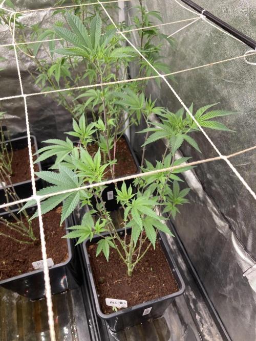 All Starz Clone (LIT Farms). Week 1