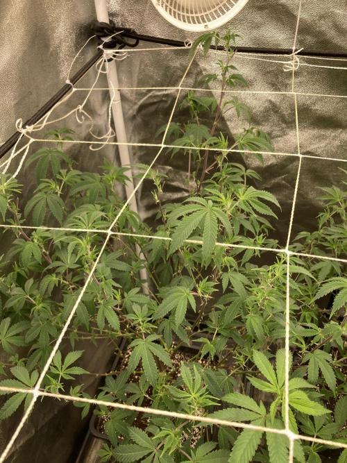 CN#2 (Relentless Genetics). Week 1