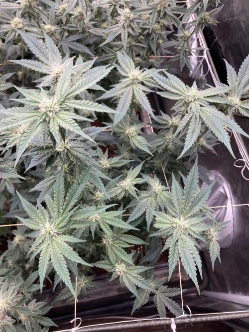 Gastini (LIT Farms). Week 12