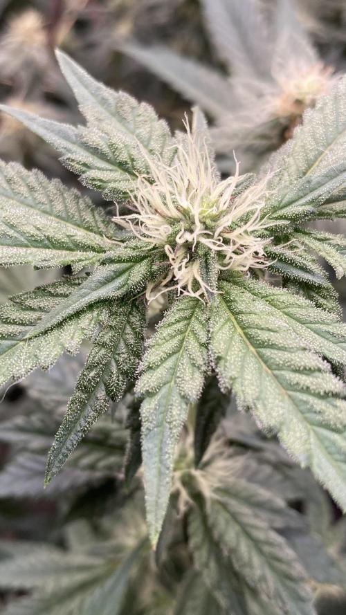 Gastini (LIT Farms). Week 12