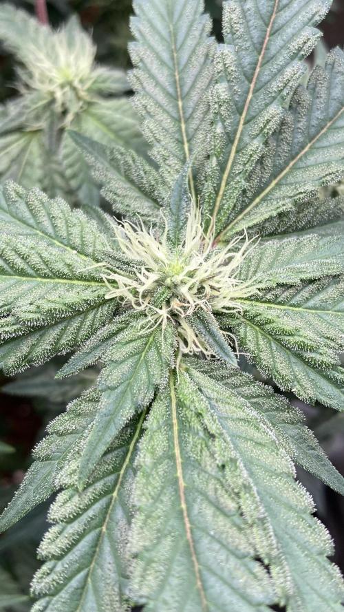 Gastini (LIT Farms). Week 12