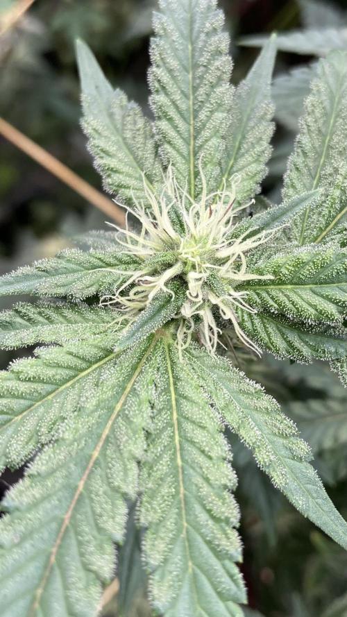 Gastini (LIT Farms). Week 12