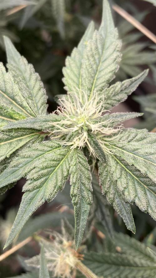 Gastini (LIT Farms). Week 12