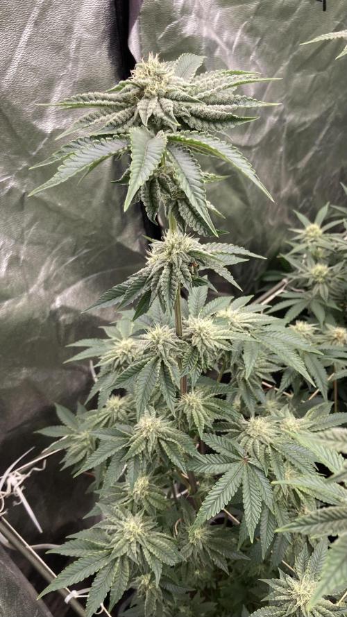 Gastini (LIT Farms). Week 12