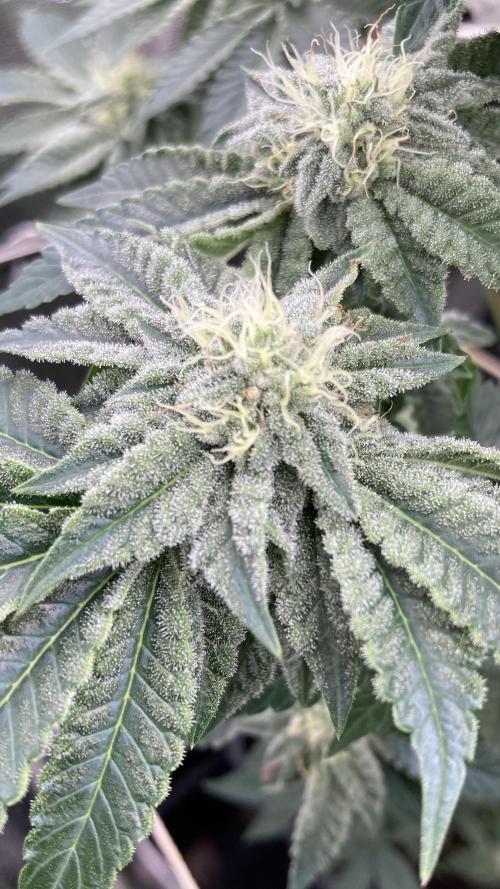 Gastini (LIT Farms). Week 12