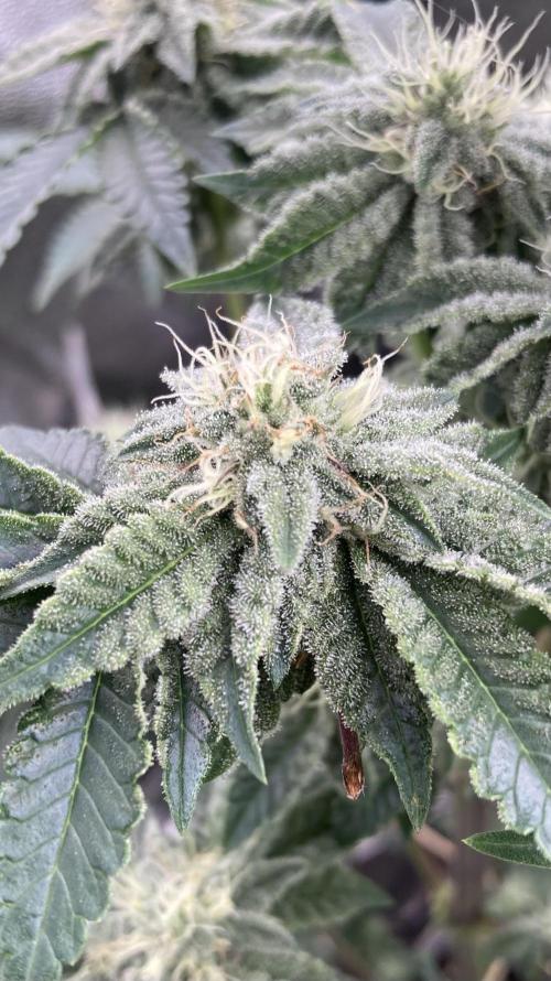 Gastini (LIT Farms). Week 12