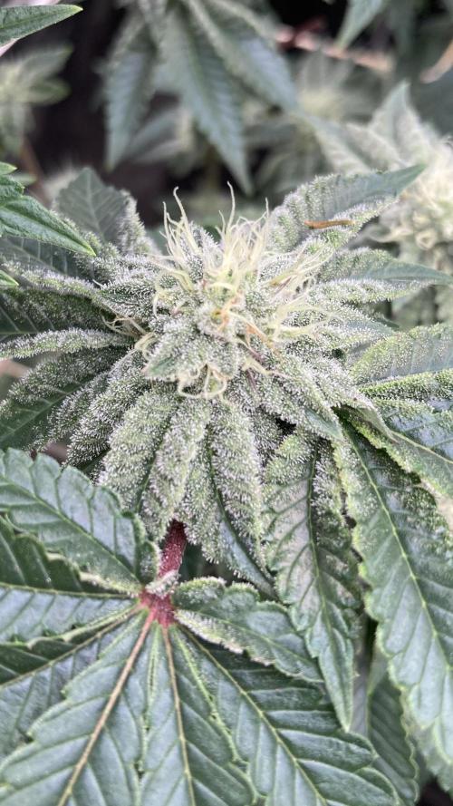 Gastini (LIT Farms). Week 12
