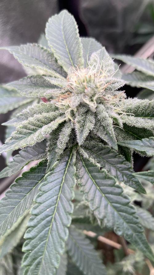 Gastini (LIT Farms). Week 12