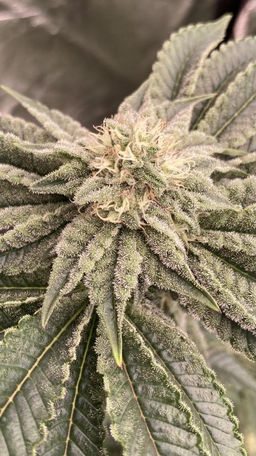 Gastini (LIT Farms). Week 12